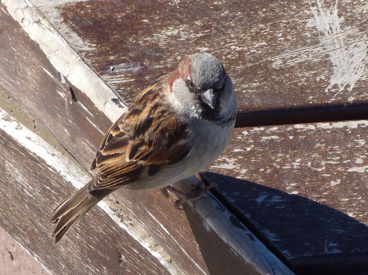 House Sparrow - ML202514311