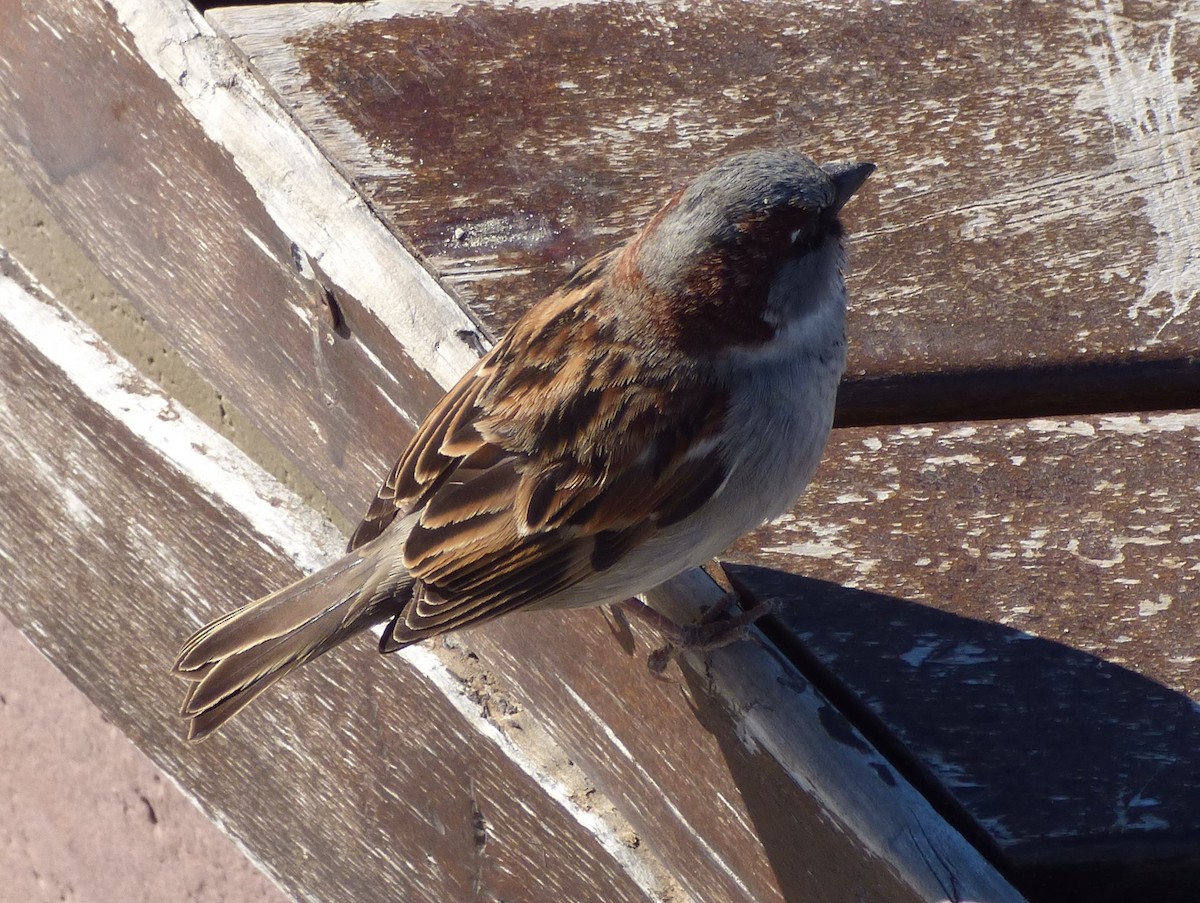 House Sparrow - ML202514321