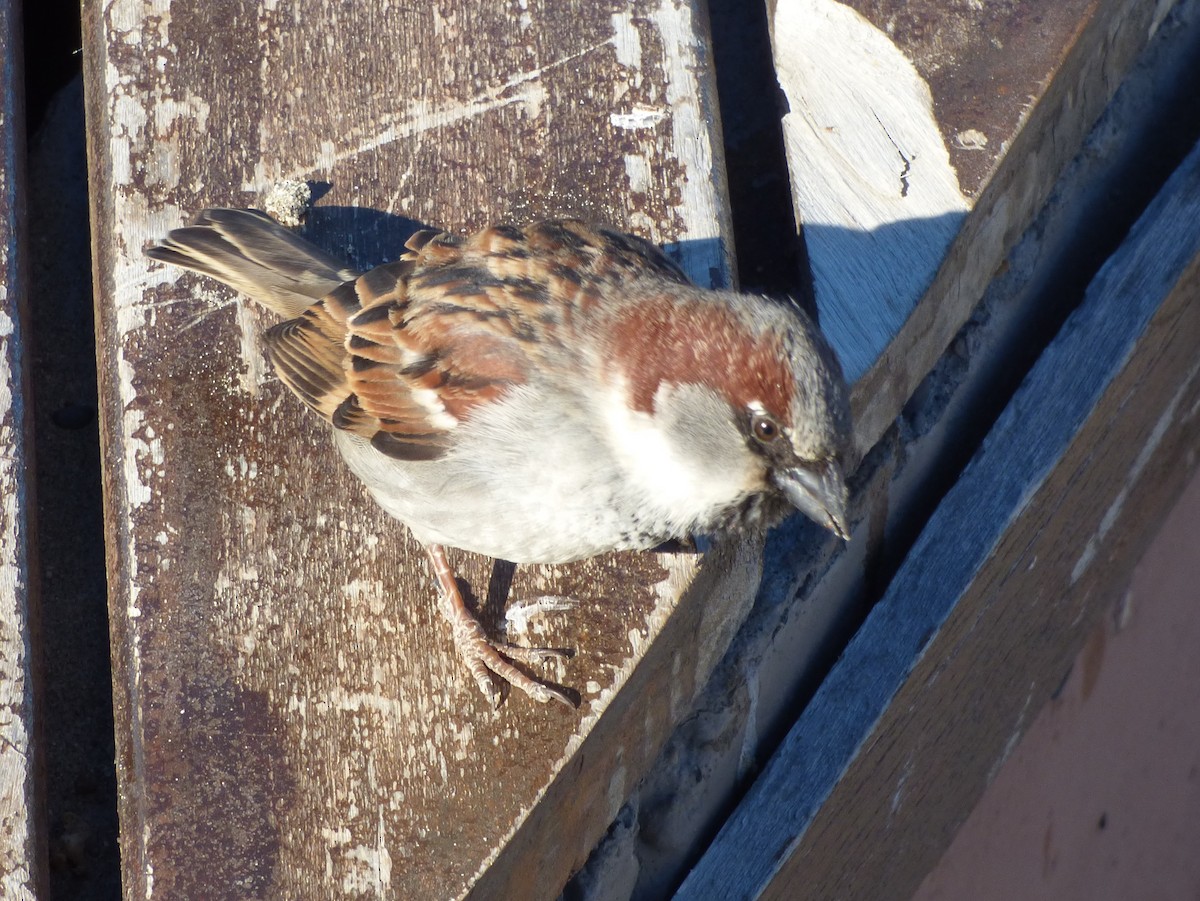 House Sparrow - ML202514341