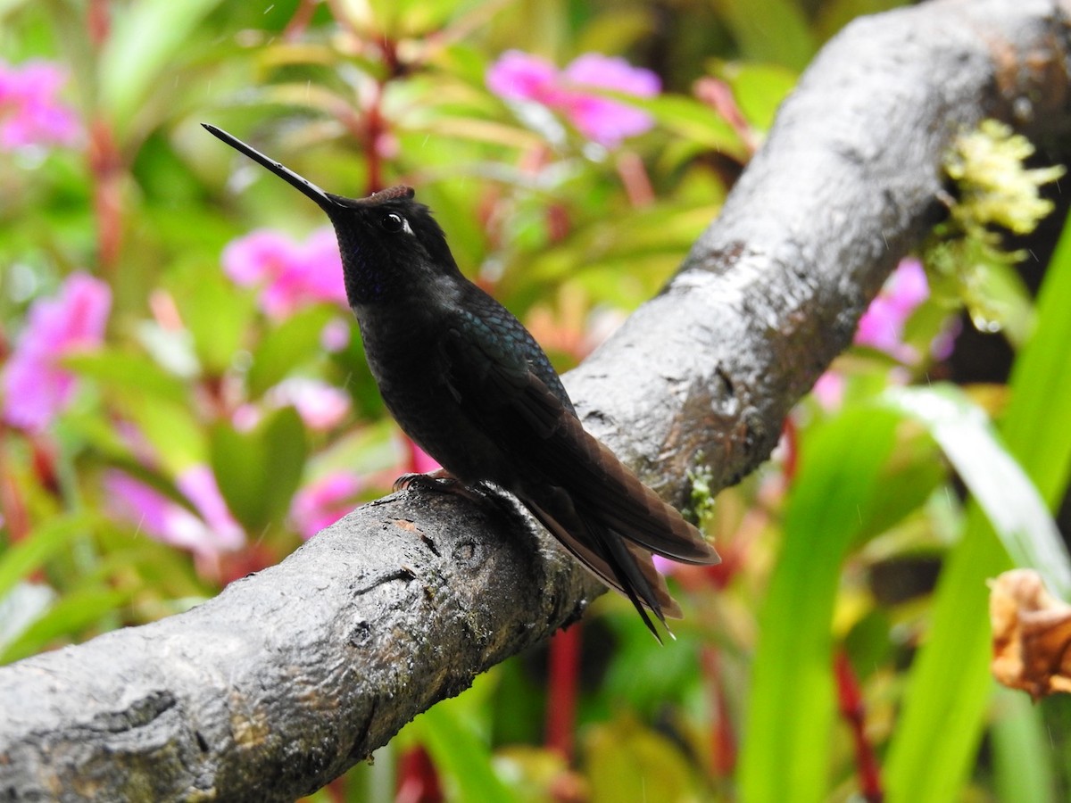 Talamanca Hummingbird - Carlos Ulate