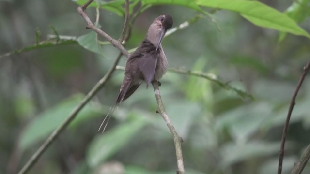 Прямоклювый колибри-отшельник - ML202523681
