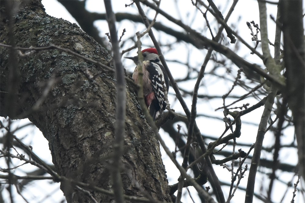 Middle Spotted Woodpecker - Klaas Heeres
