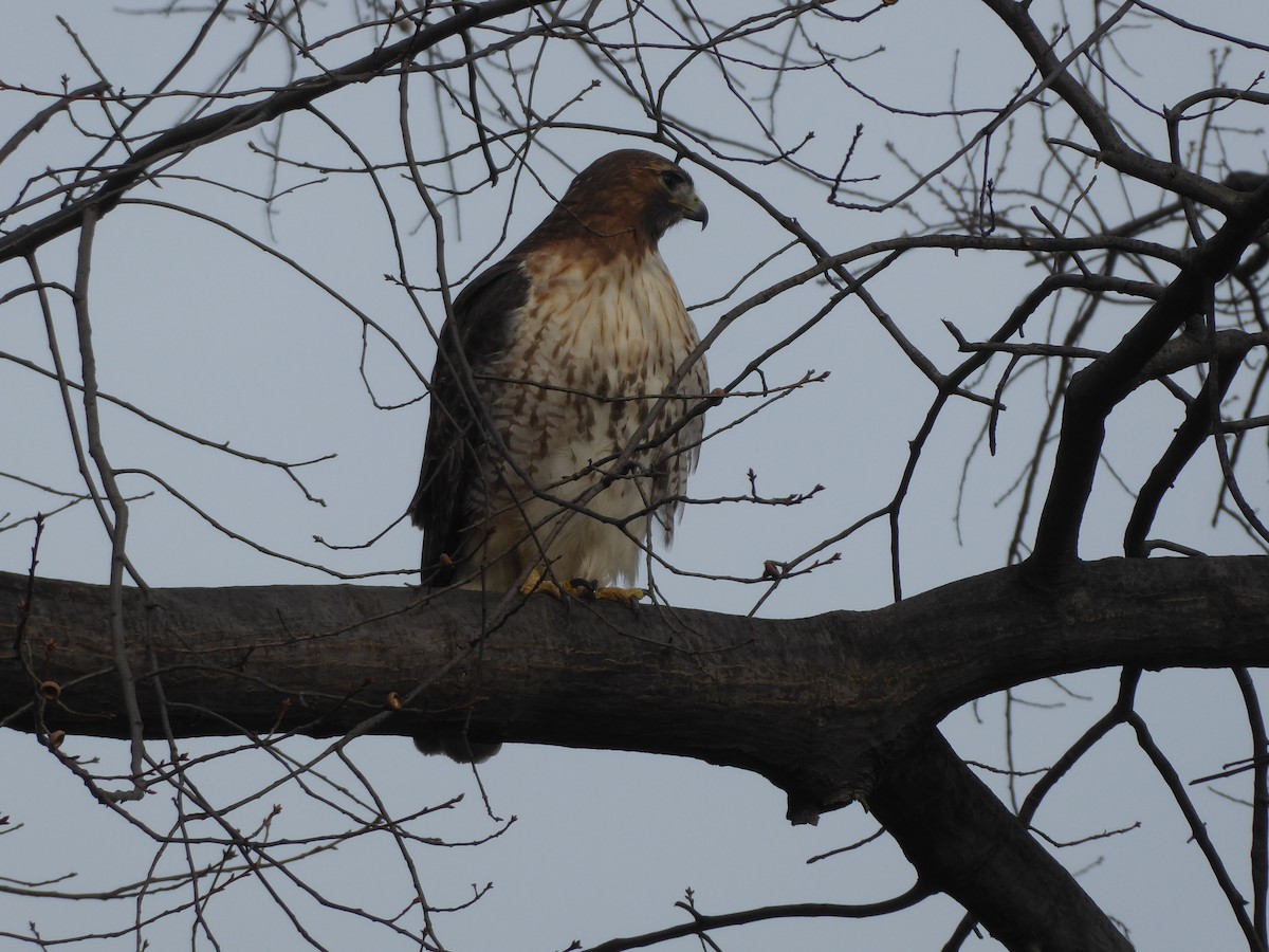 Red-tailed Hawk - ML202527061