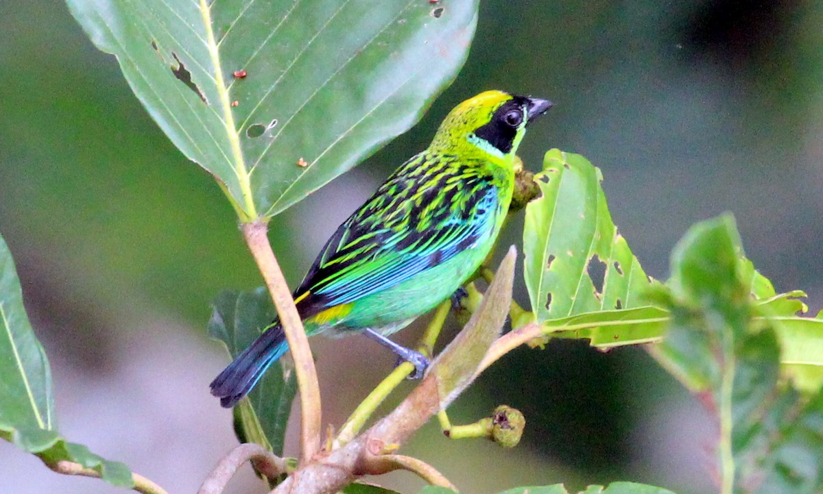 Green-and-gold Tanager - ML202531001