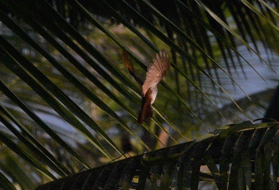 Indian Paradise-Flycatcher - Sajeev Krishnan
