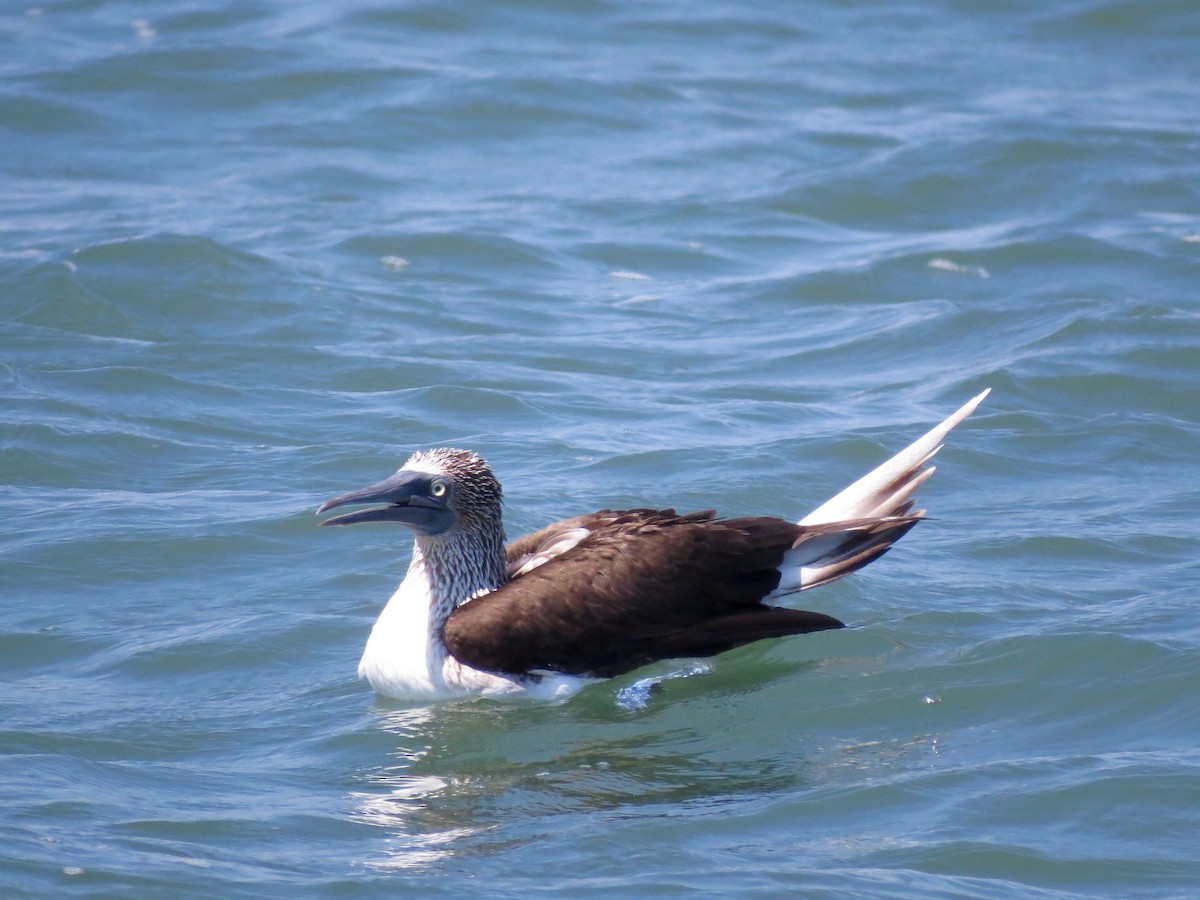 Blue-footed Booby - ML20253251