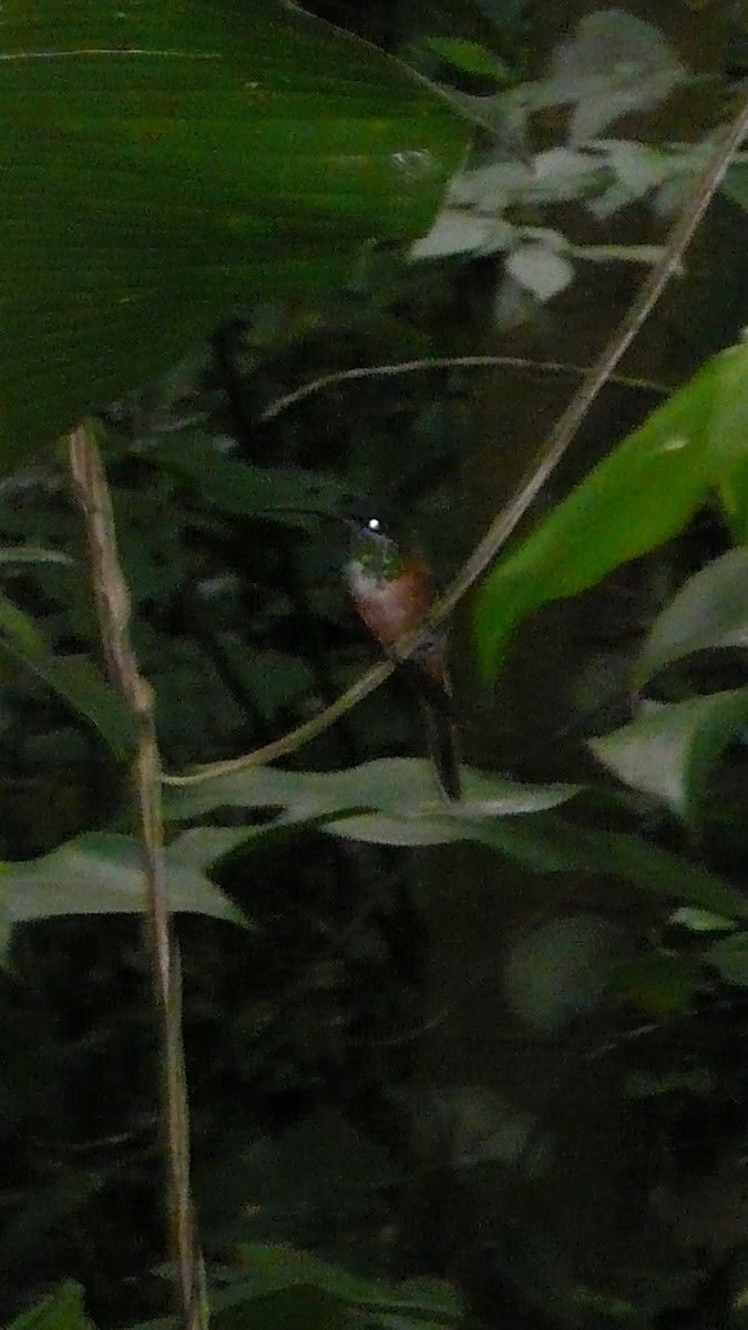 Scissor-tailed Hummingbird - ML202536791