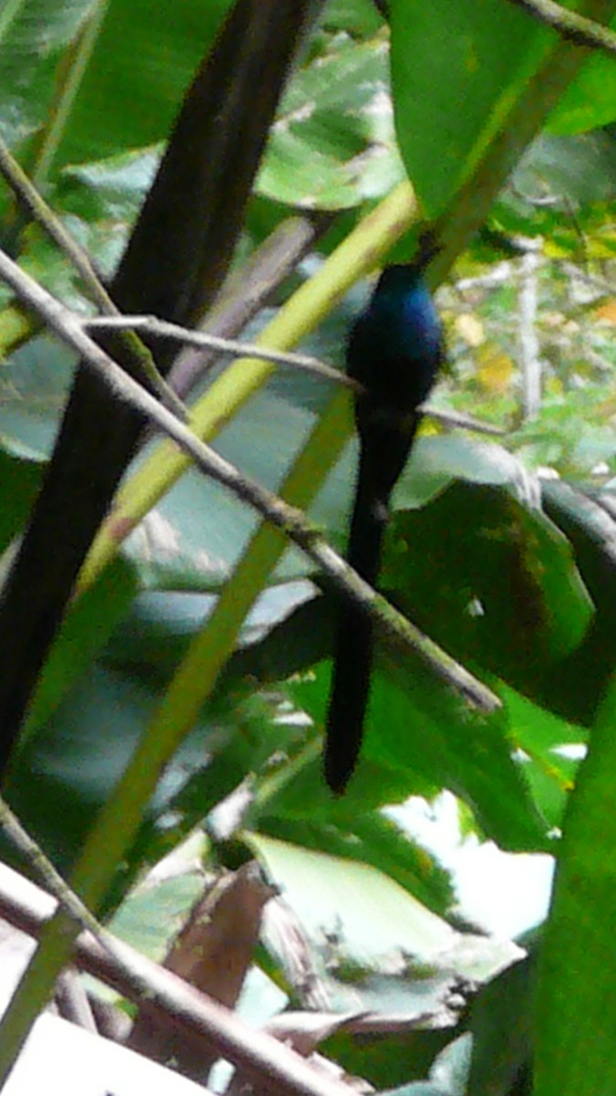 Scissor-tailed Hummingbird - ML202536801