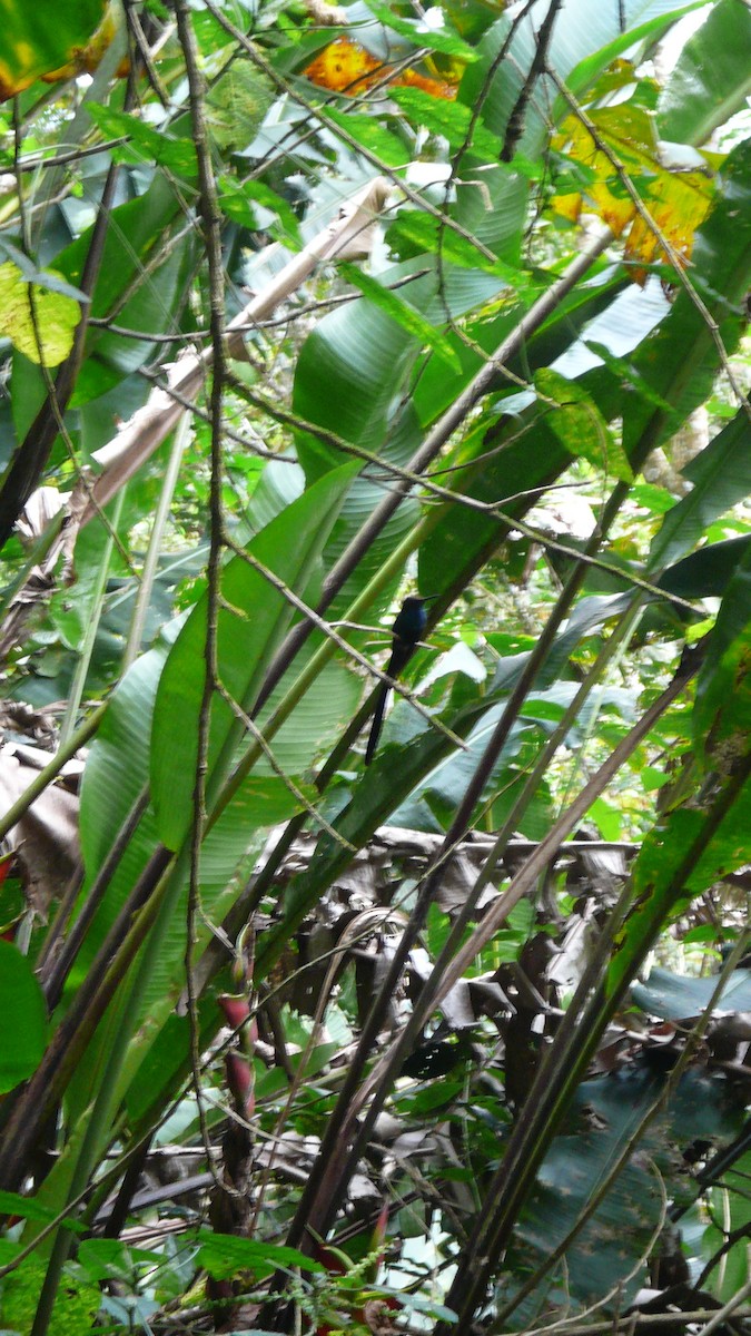 Scissor-tailed Hummingbird - ML202536821