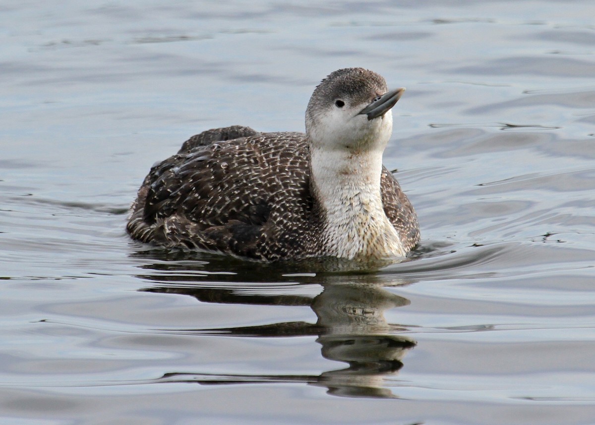 Red-throated Loon - ML202538181