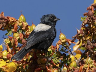 White-backed Black-Tit - Melaniparus leuconotus - Birds of the World