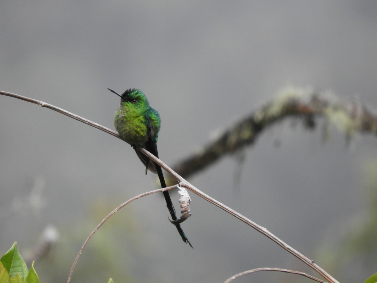 Long-tailed Sylph - ML202548601