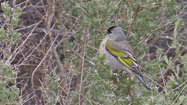 Lawrence's Goldfinch - ML202549521
