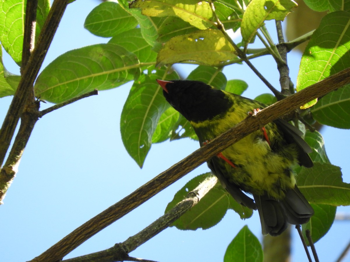 Green-and-black Fruiteater - ML202550141