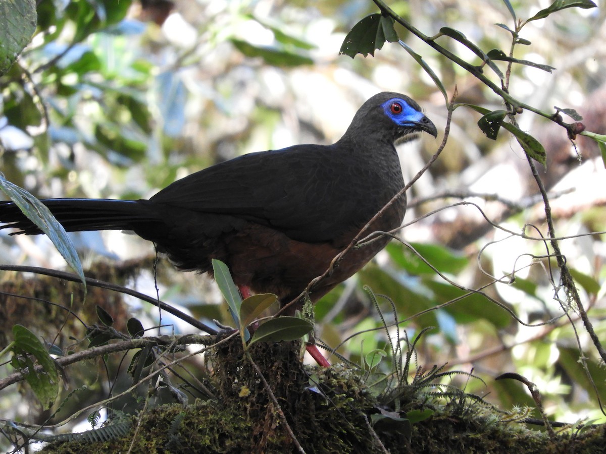 Sickle-winged Guan - ML202550781