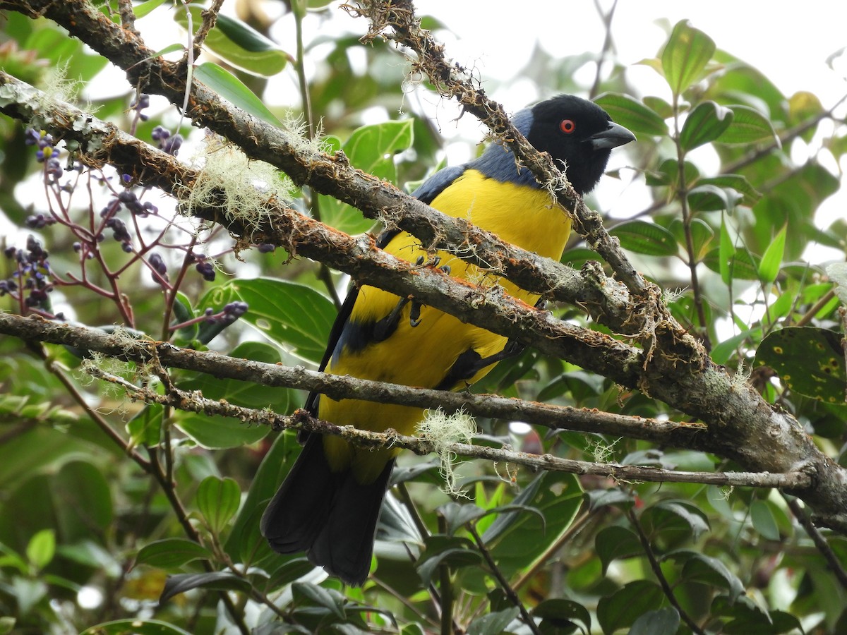 Hooded Mountain Tanager - ML202551671