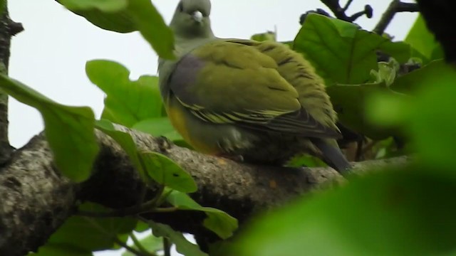 Желтобрюхий зелёный голубь - ML202552591
