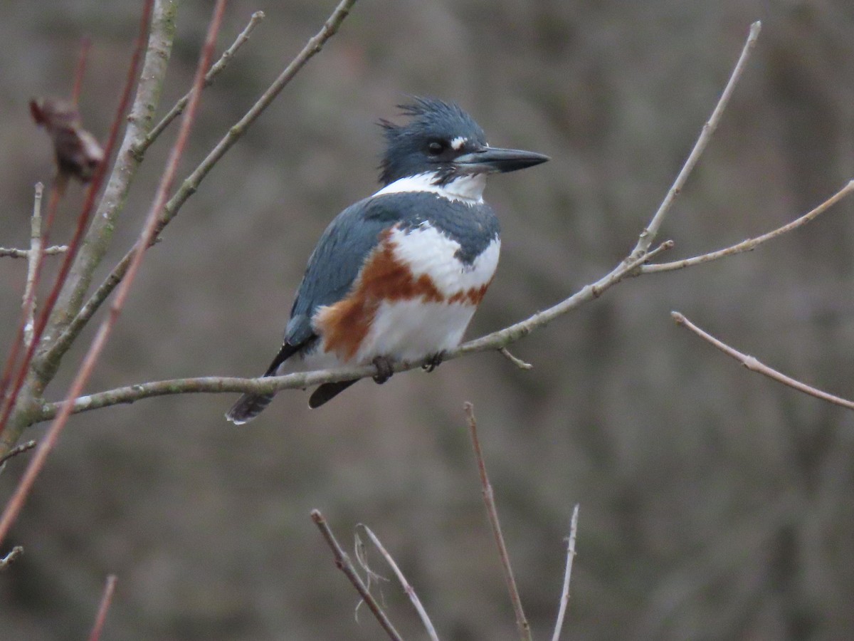 Belted Kingfisher - ML202553471