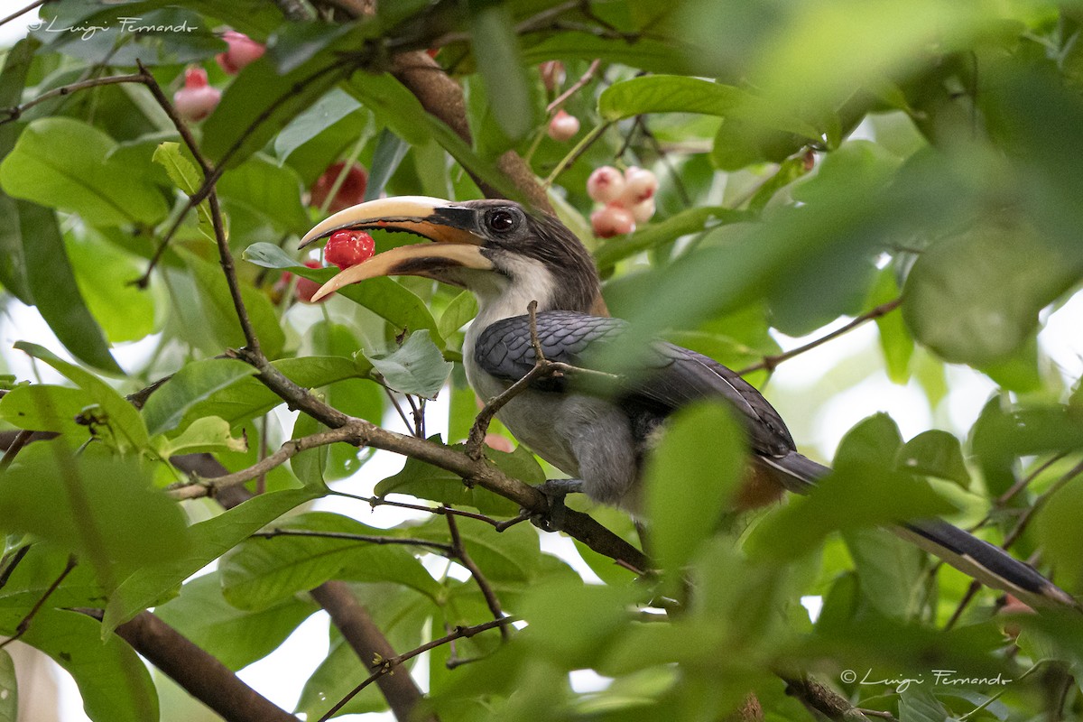 Sri Lanka Gray Hornbill - Luigi Fernando