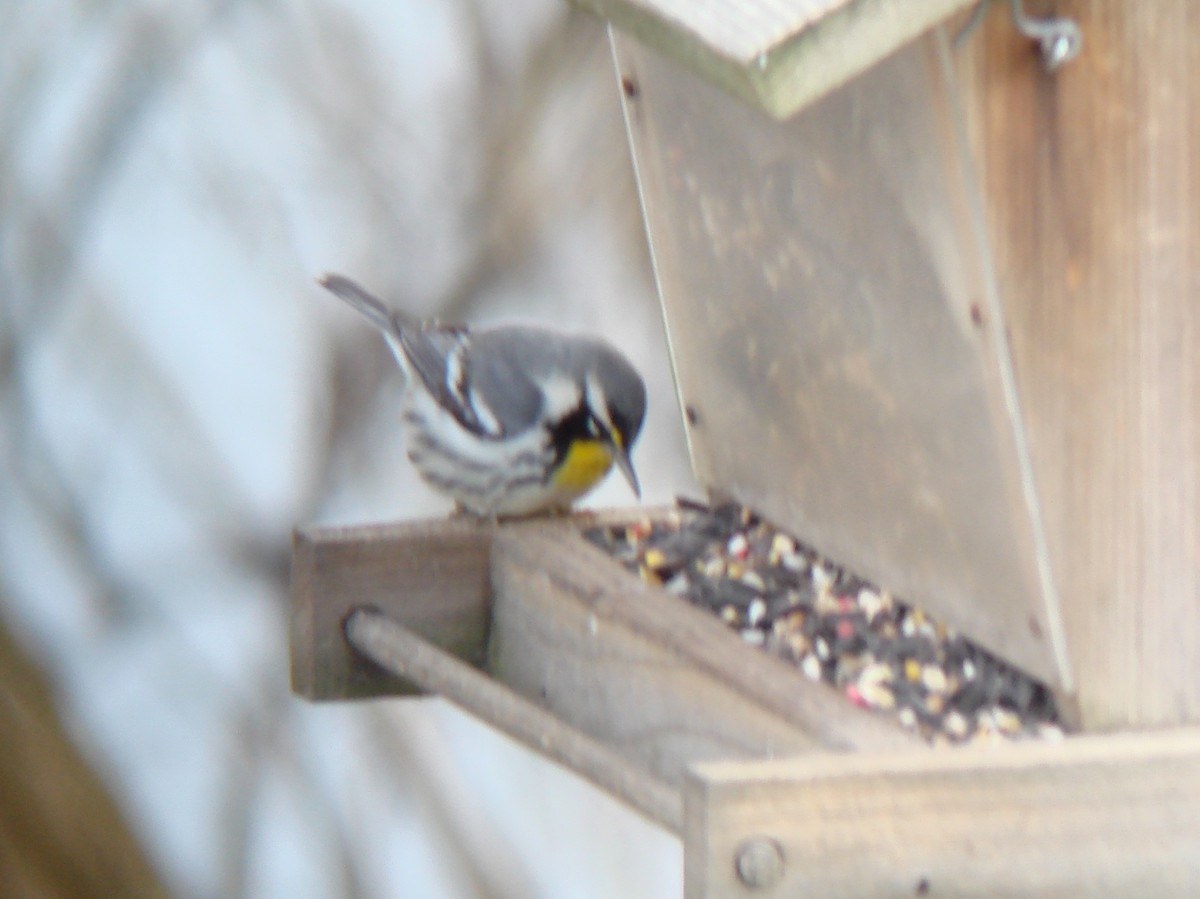 Yellow-throated Warbler - Louis Bevier