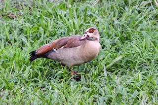 Egyptian Goose, ML202554741