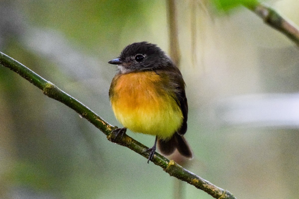 Tawny-chested Flycatcher - Alison Bentley