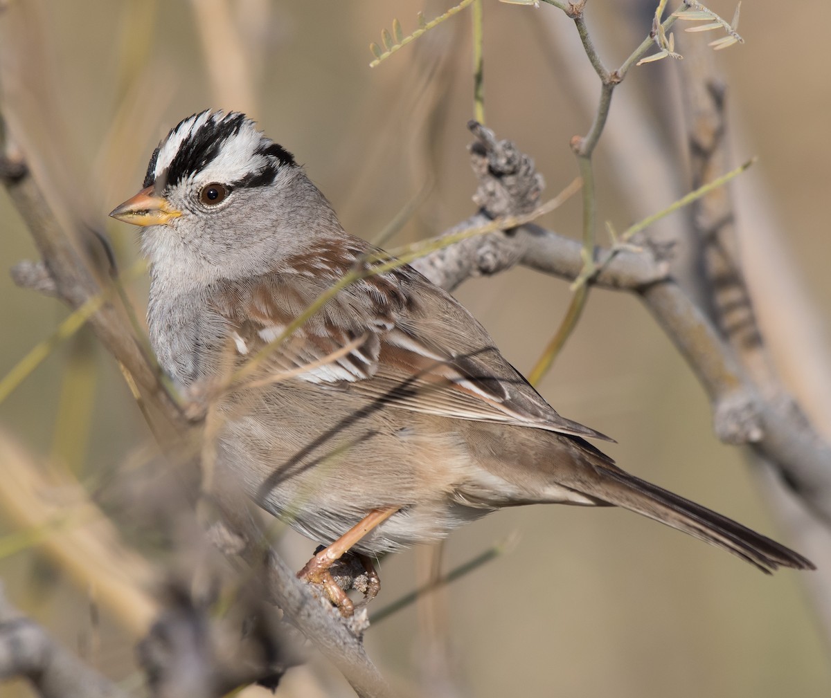 White-crowned Sparrow (Gambel's) - ML202558241