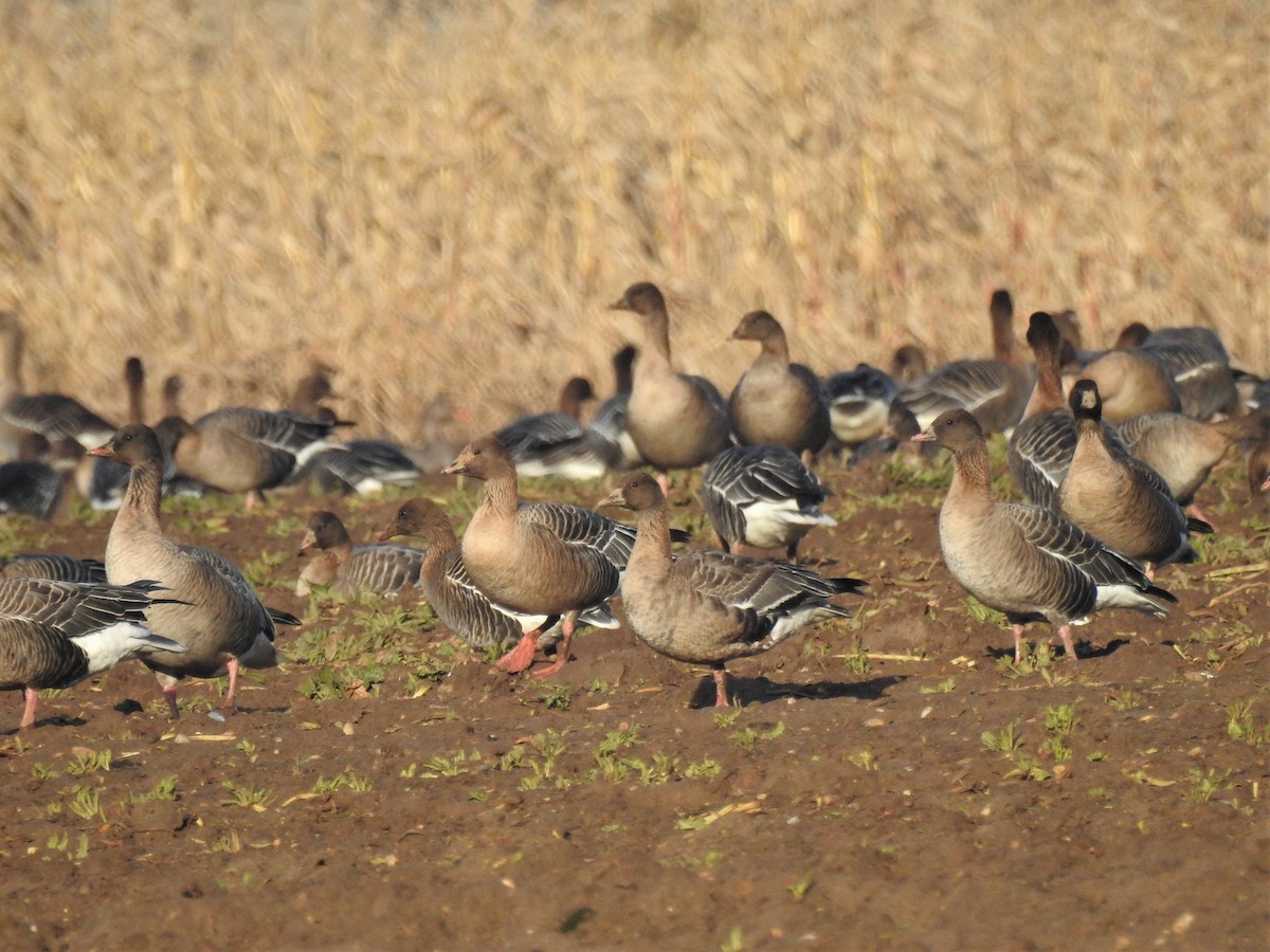Pink-footed Goose - ML202559751