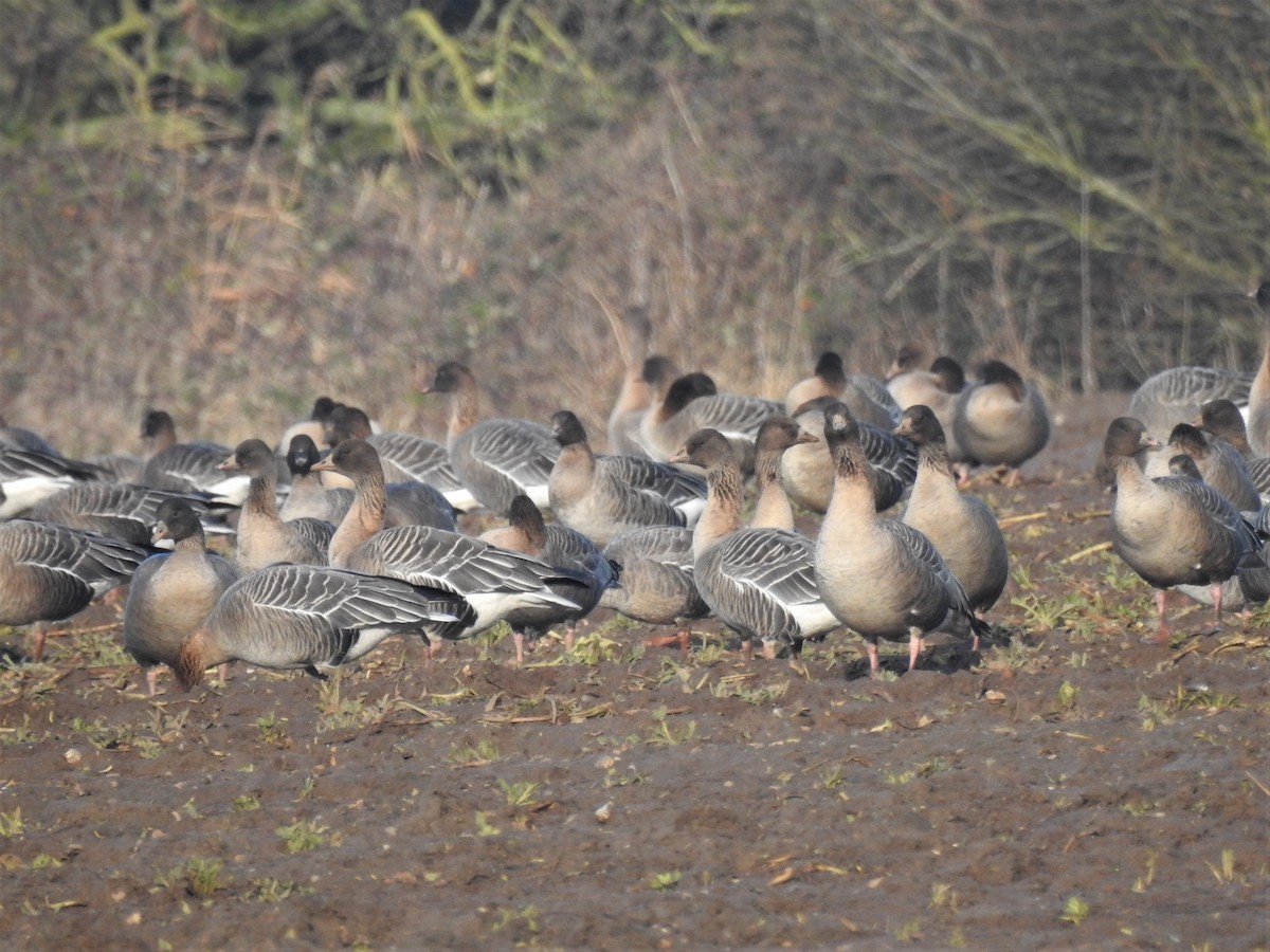 Pink-footed Goose - ML202559771