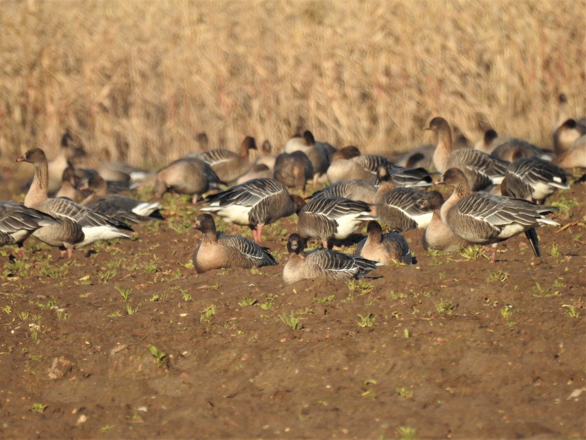 Pink-footed Goose - ML202559941
