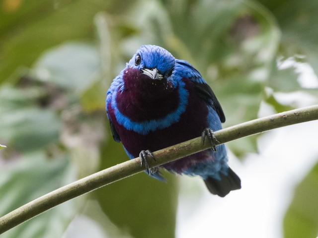 Photos - Banded Cotinga - Cotinga maculata - Birds of the World