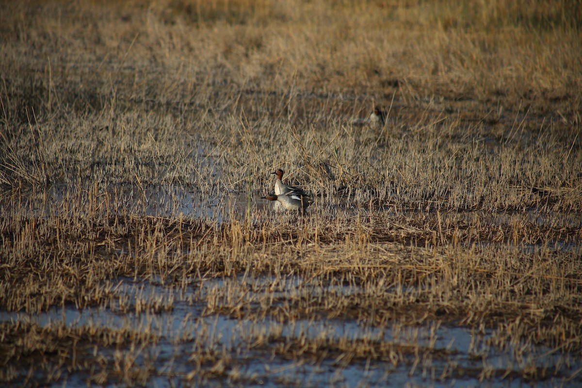 Green-winged Teal - ML202560951