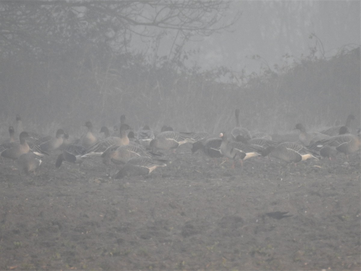 Greater White-fronted Goose (Eurasian) - ML202562281