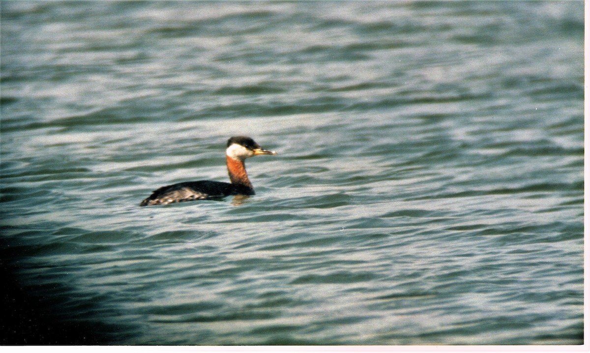 Red-necked Grebe - ML202562441