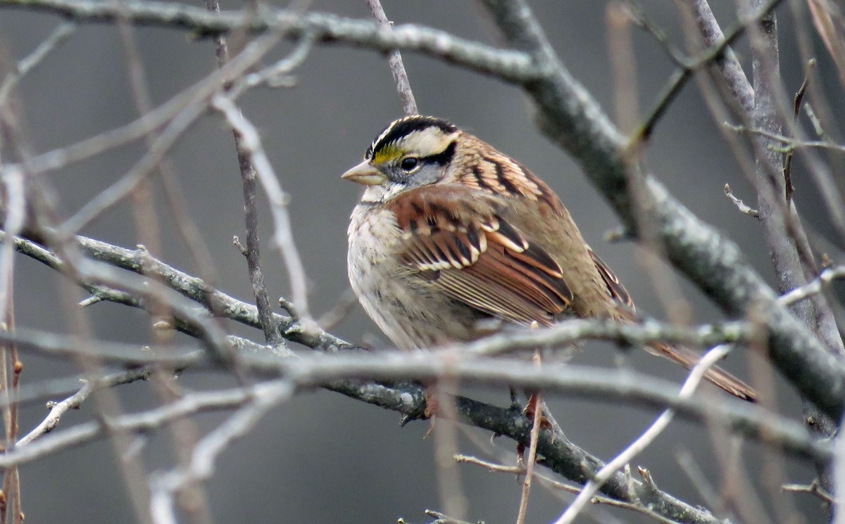 White-throated Sparrow - Toby Hardwick