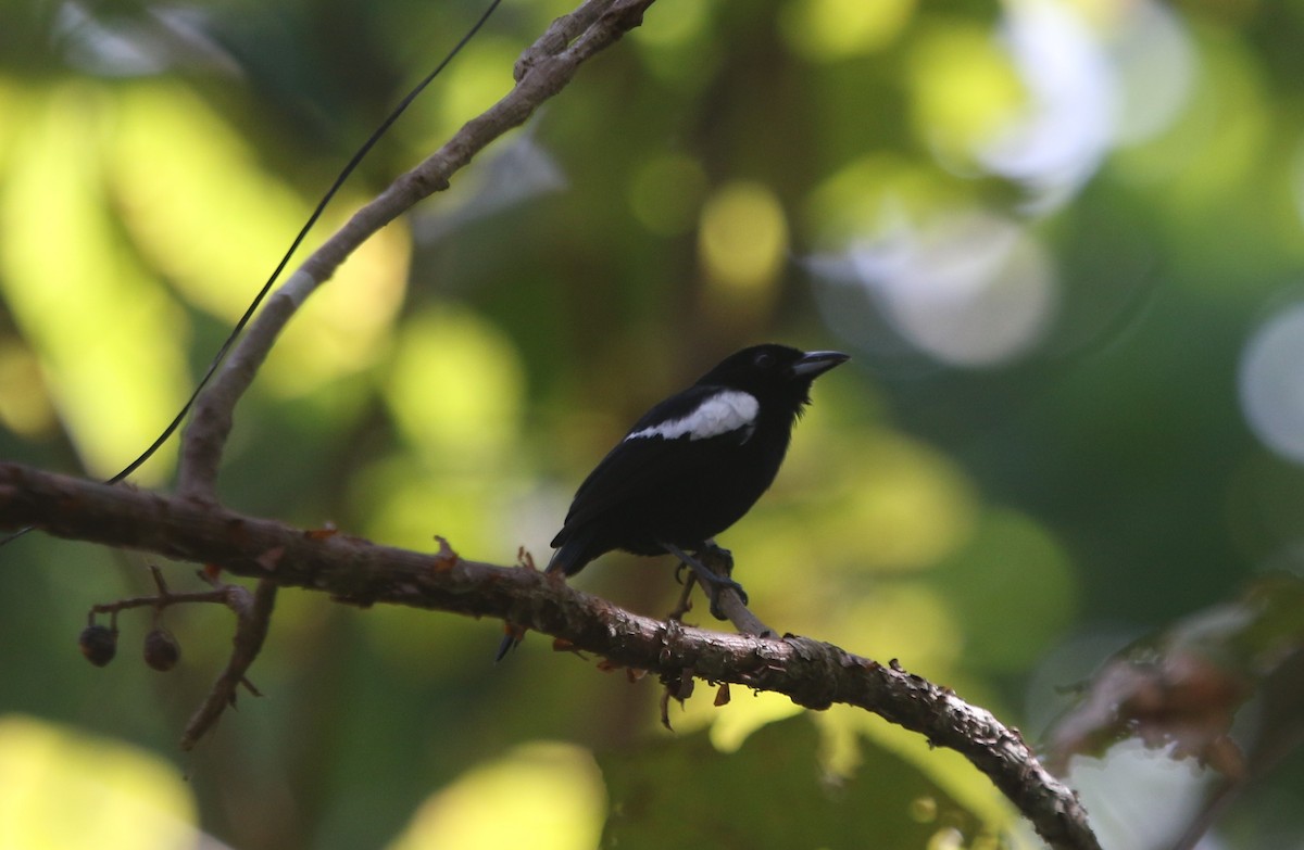 White-shouldered Tanager - ML202565331