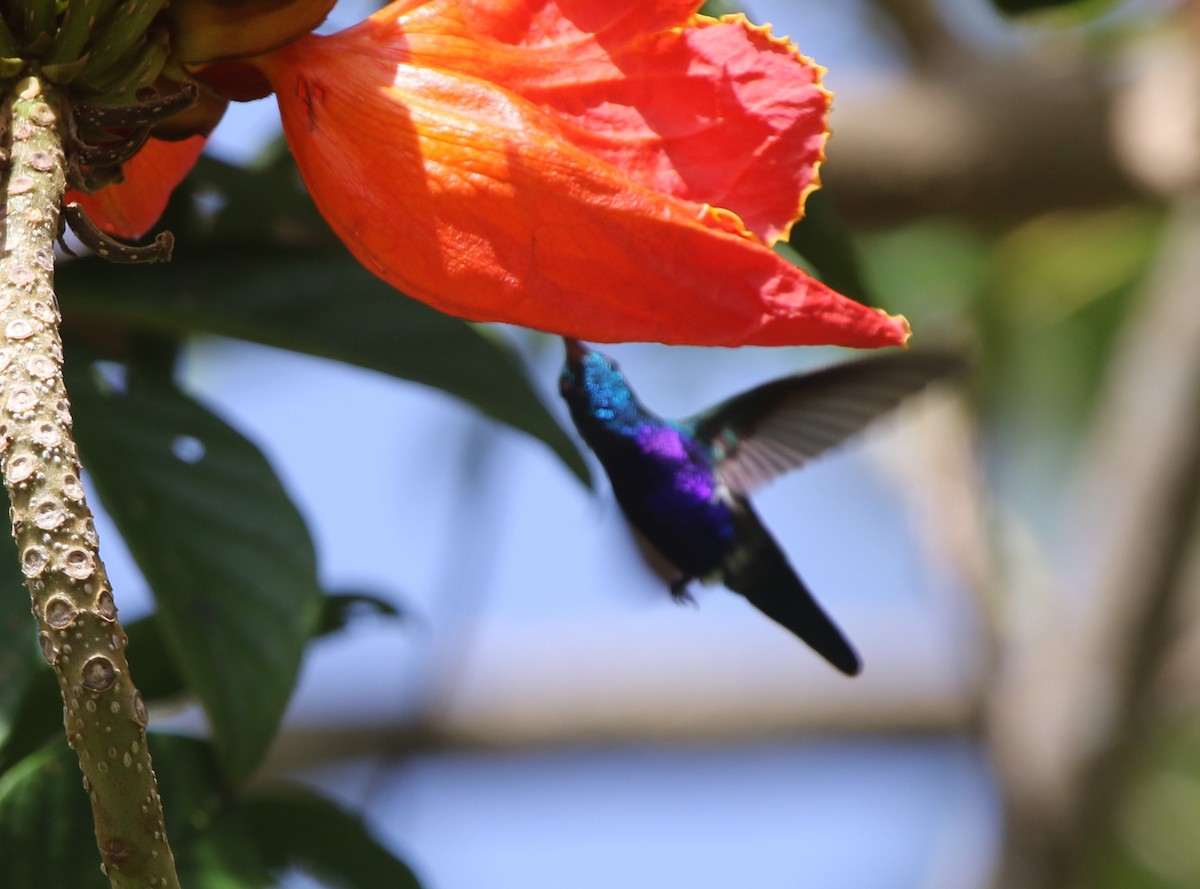 Violet-bellied Hummingbird - ML202565371