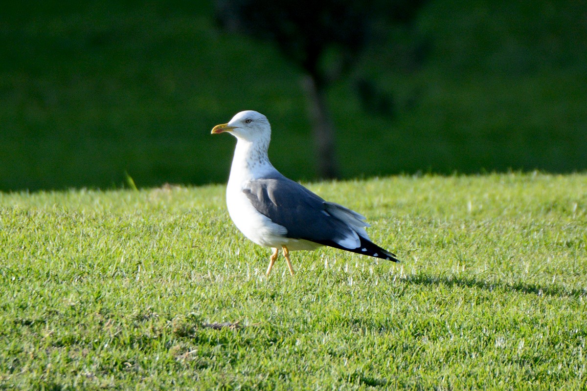 Lesser Black-backed Gull - Josep Manchado | BirdingMajorca.com