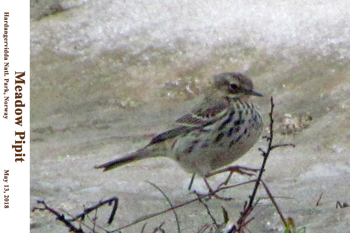 Meadow Pipit - ML202569181