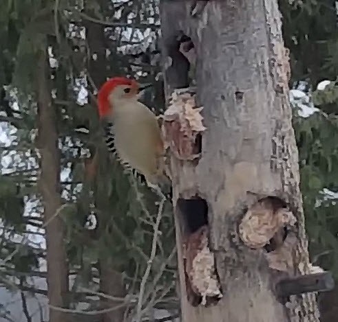 Red-bellied Woodpecker - ML202569991