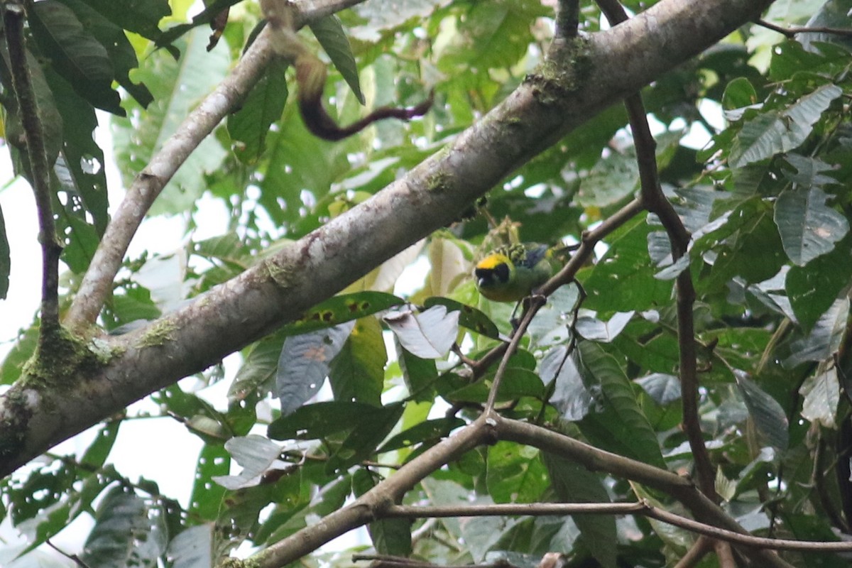 Green-and-gold Tanager - ML202570021