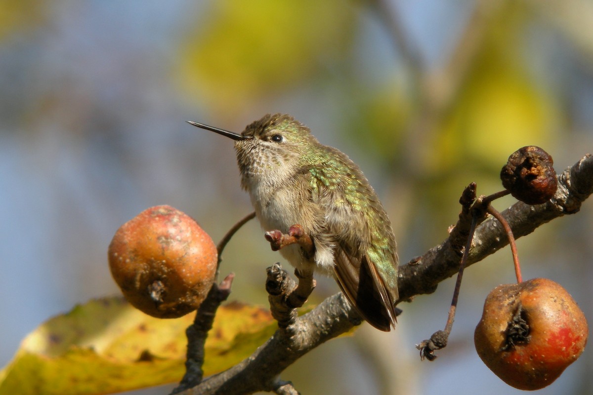 Calliope Hummingbird - Louis Bevier