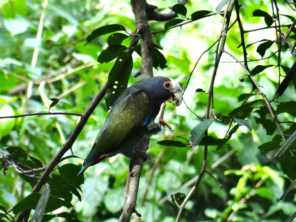 White-crowned Parrot - ML202574981
