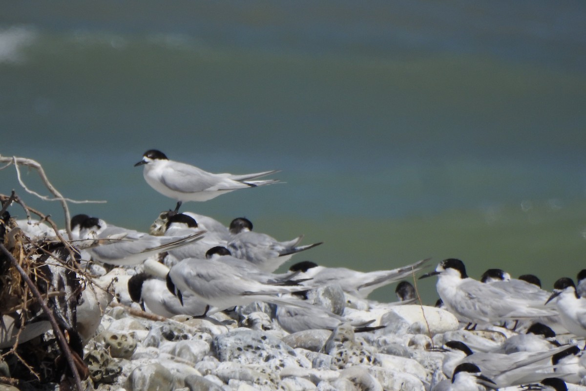 White-fronted Tern - ML202575791