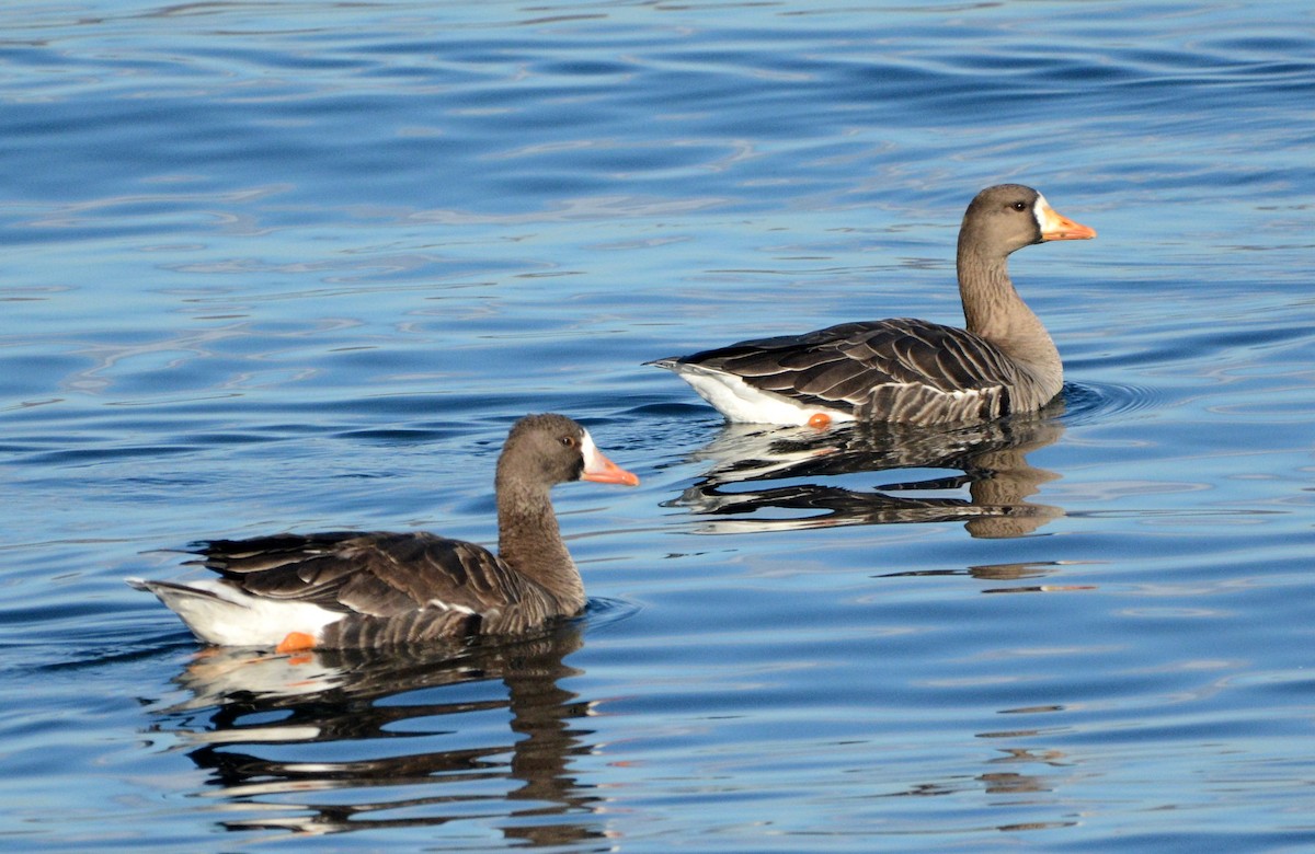 Greater White-fronted Goose - ML202577311