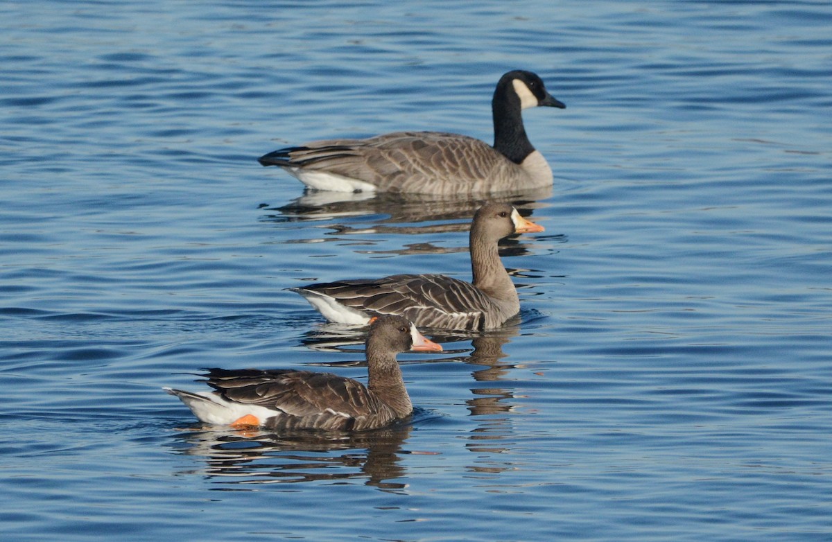 Greater White-fronted Goose - Mark  Ludwick