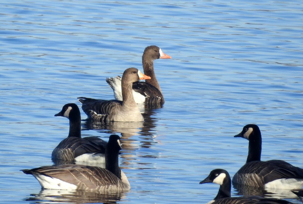 Greater White-fronted Goose - ML202577441