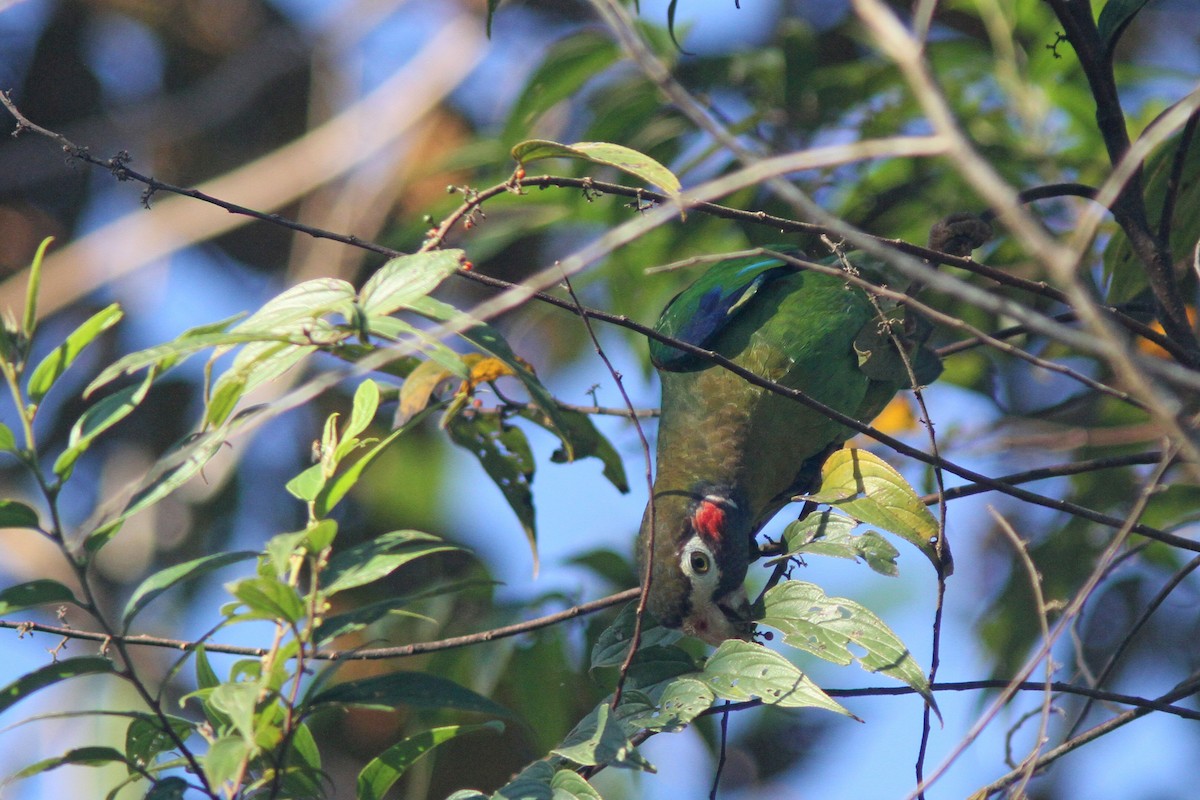 Brown-hooded Parrot - Larry Therrien
