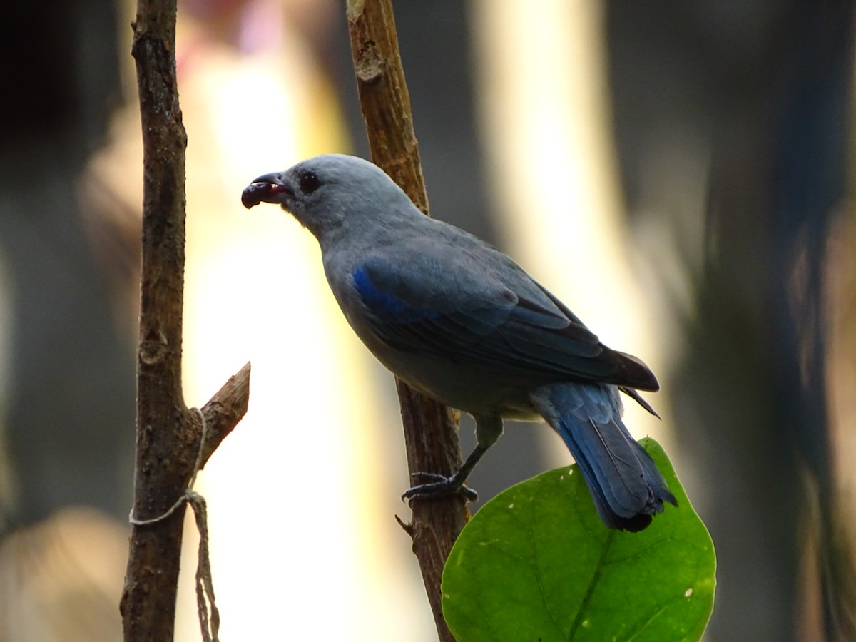 Blue-gray Tanager - ML202579321