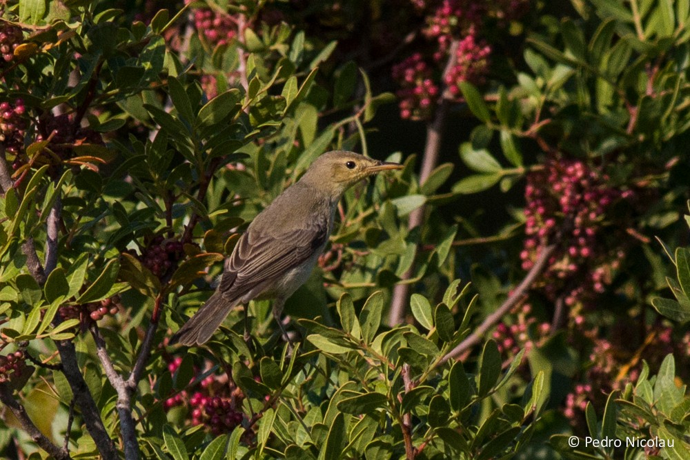 Melodious Warbler - ML20258961